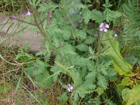 Image of herb of the cross