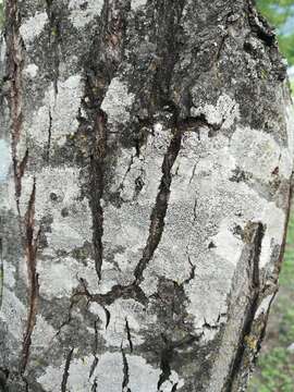 Image of rim lichen