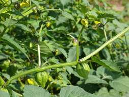 Image of Mexican groundcherry