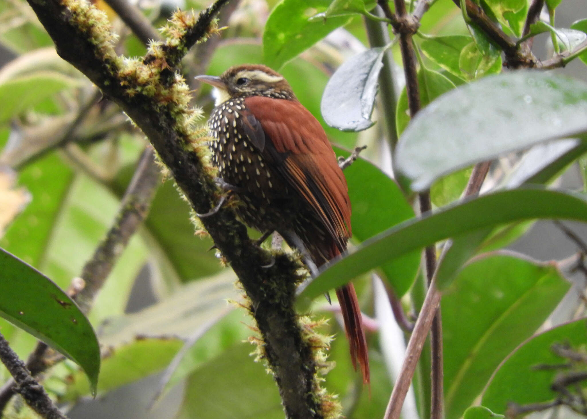 Image of Pearled Treerunner