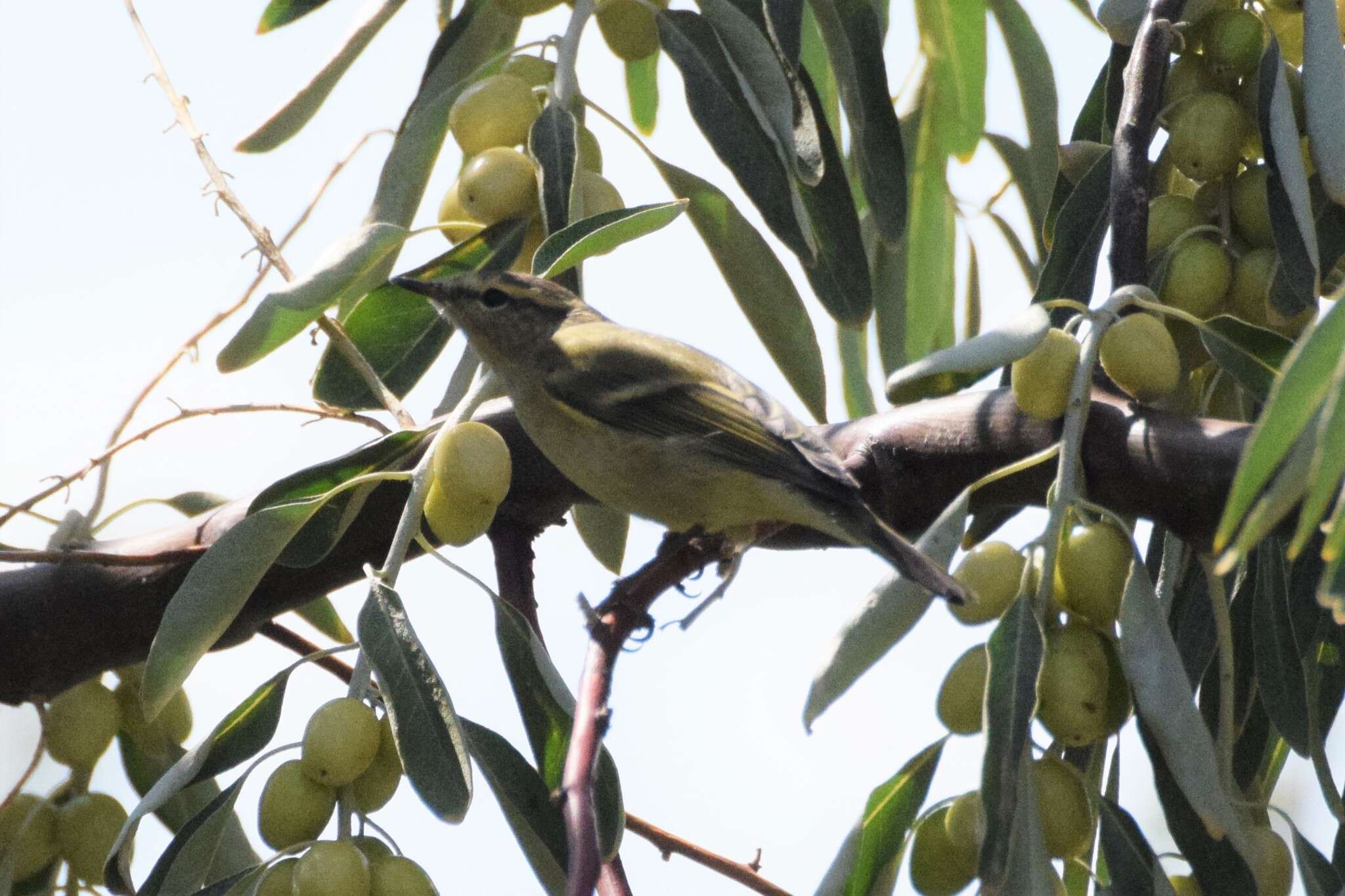 Слика од Phylloscopus humei (Brooks & WE 1878)