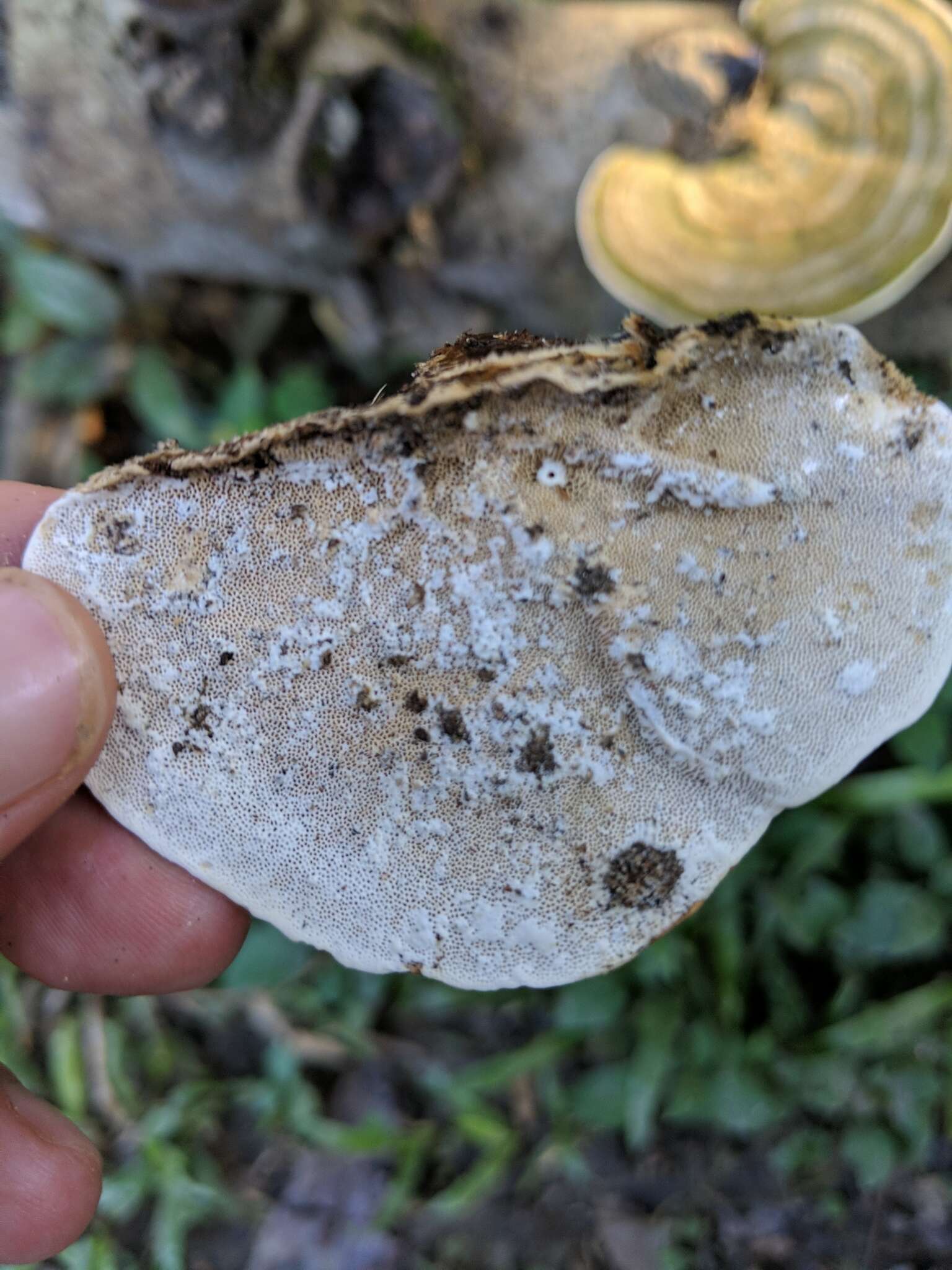 Image of Trametes polyzona (Pers.) Justo 2011