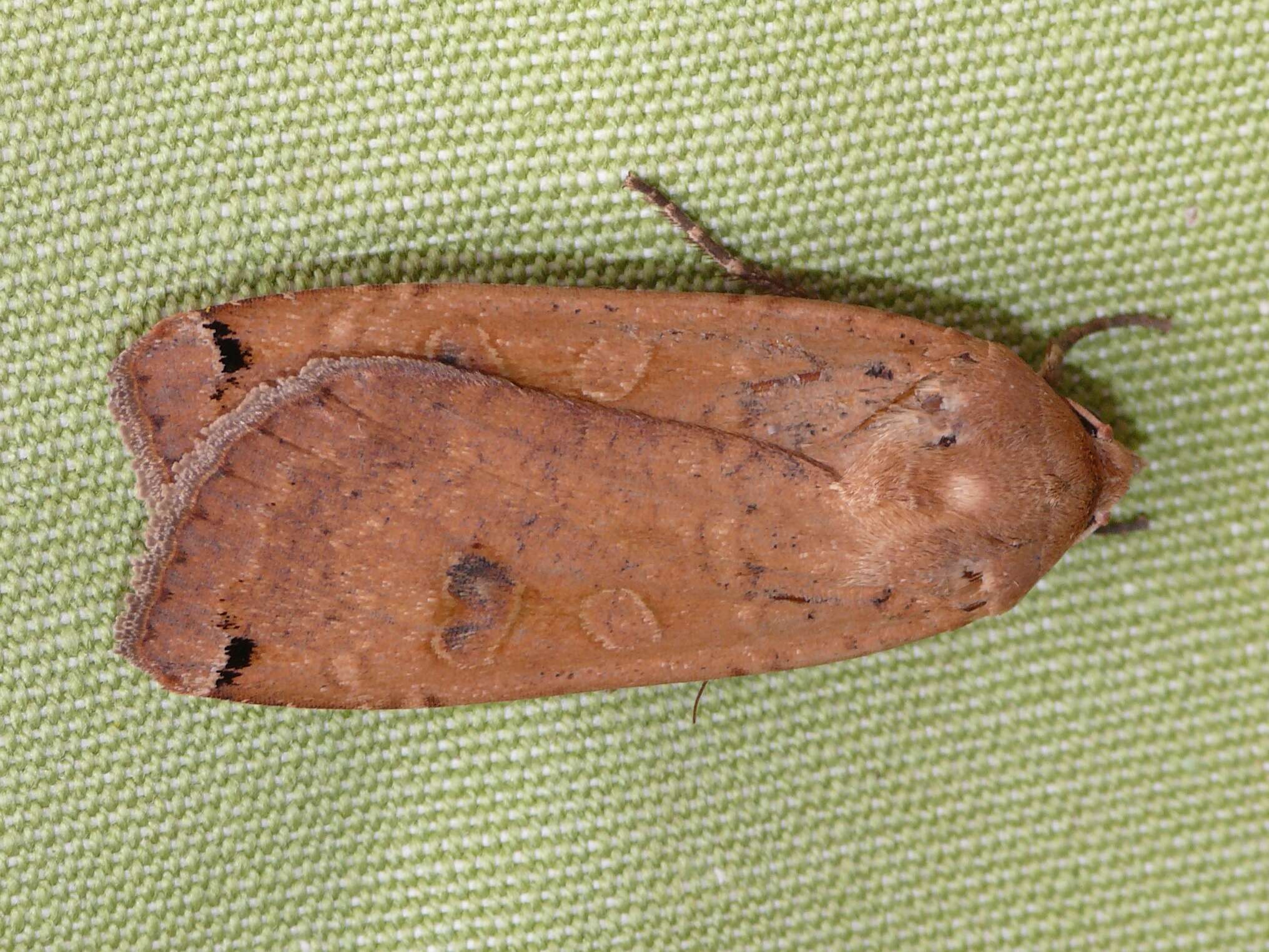 Image of Large Yellow Underwing