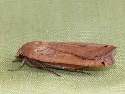 Image of Large Yellow Underwing