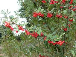 Image de Cotoneaster bullatus Bois ex Bilm. & Bois