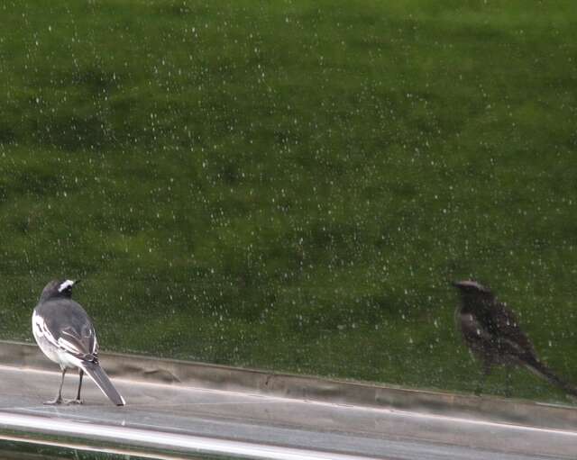 Image of White-browed Wagtail