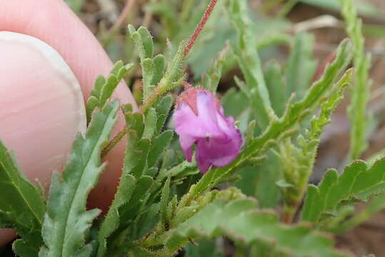 Image of Hermannia coccocarpa (Eckl. & Zeyh.) Kuntze