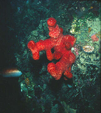 Image of sea finger