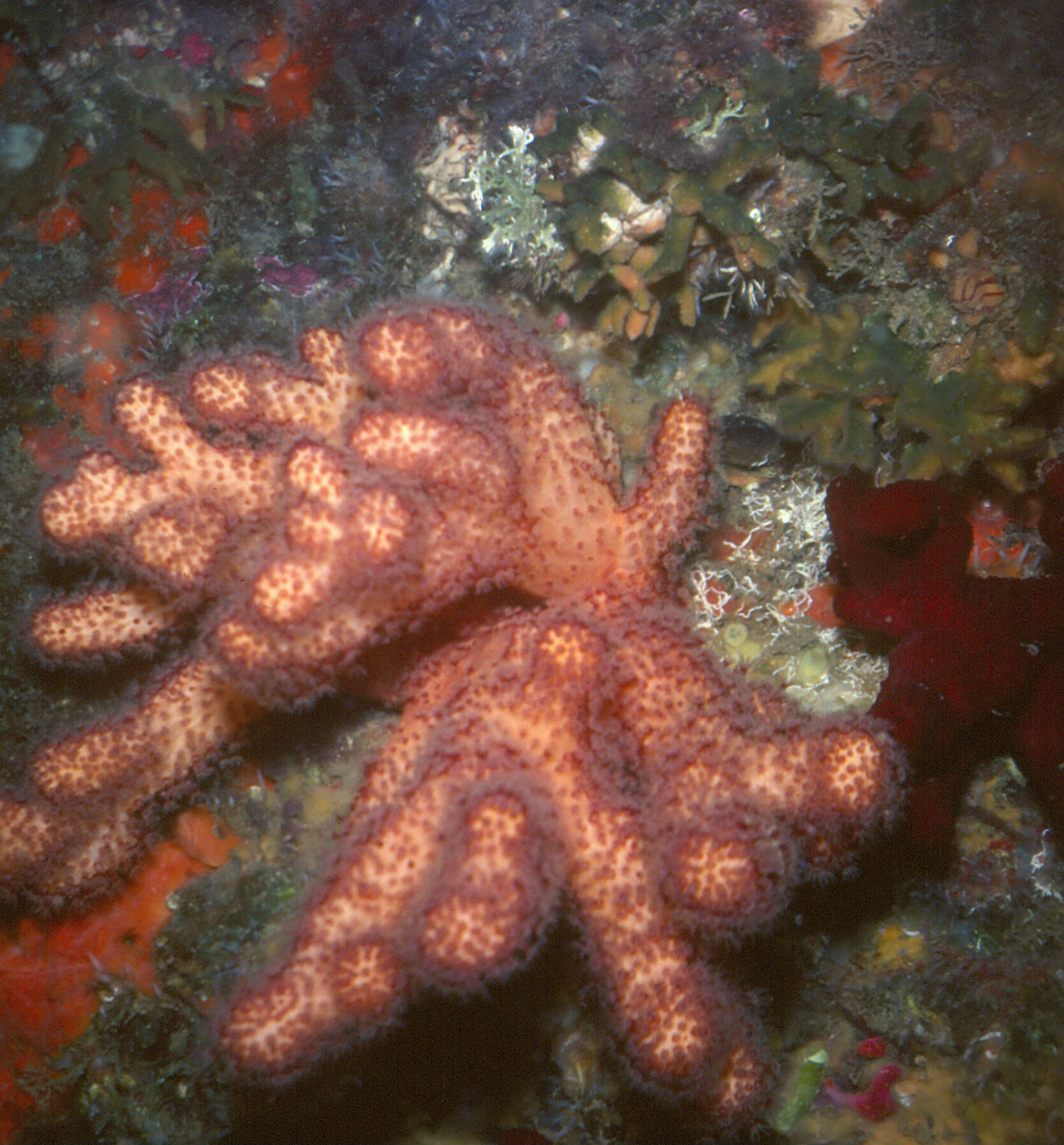 Image of sea finger