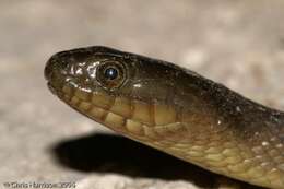 Image of Mississippi Green Water Snake