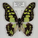 Sivun Graphium tynderaeus (Fabricius 1793) kuva