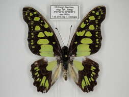 Sivun Graphium tynderaeus (Fabricius 1793) kuva