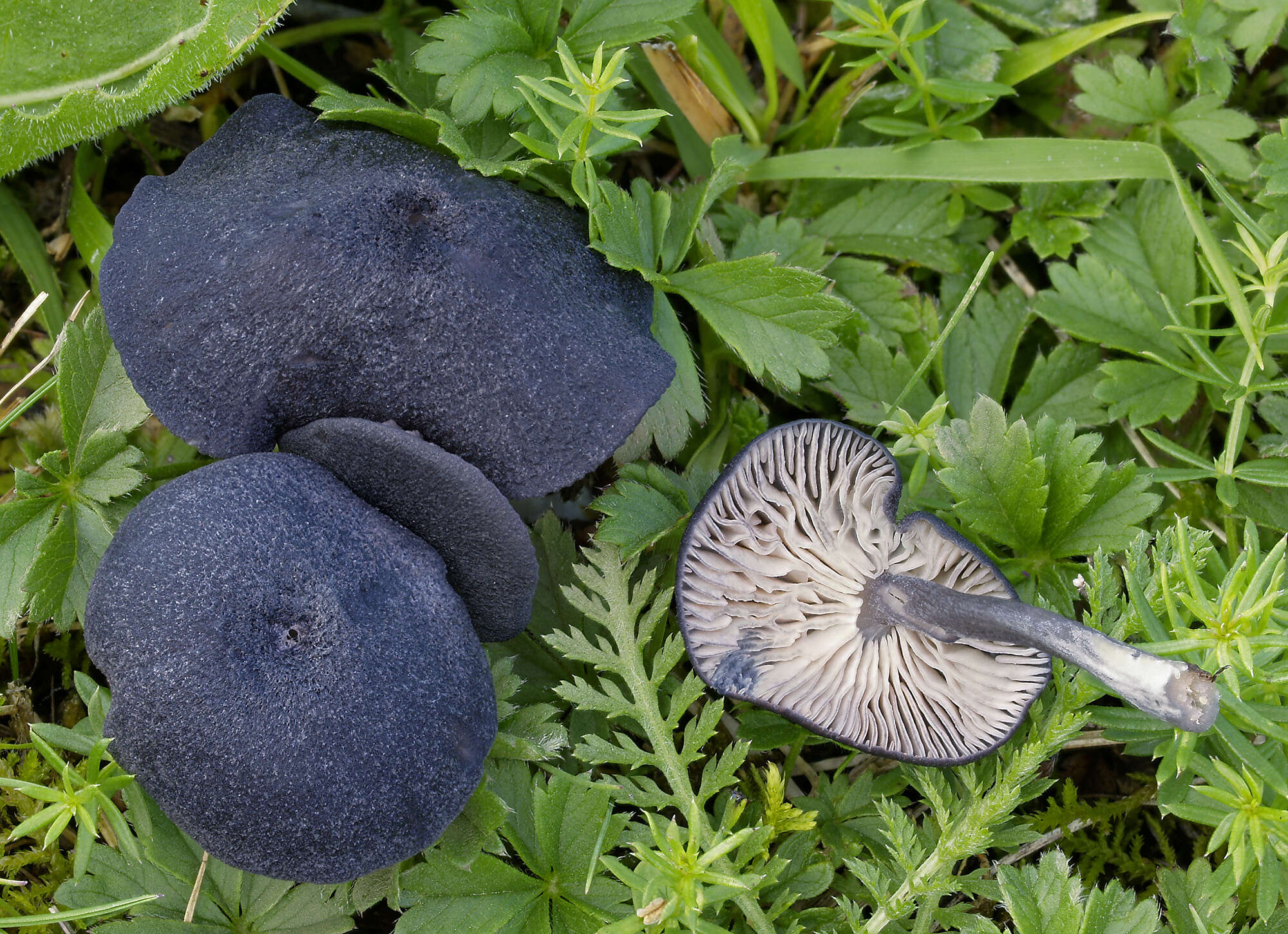 Image of Entoloma