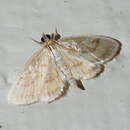 Image of Pale-winged Crocidophora moth