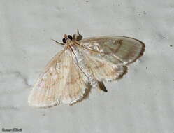 Image of Pale-winged Crocidophora moth