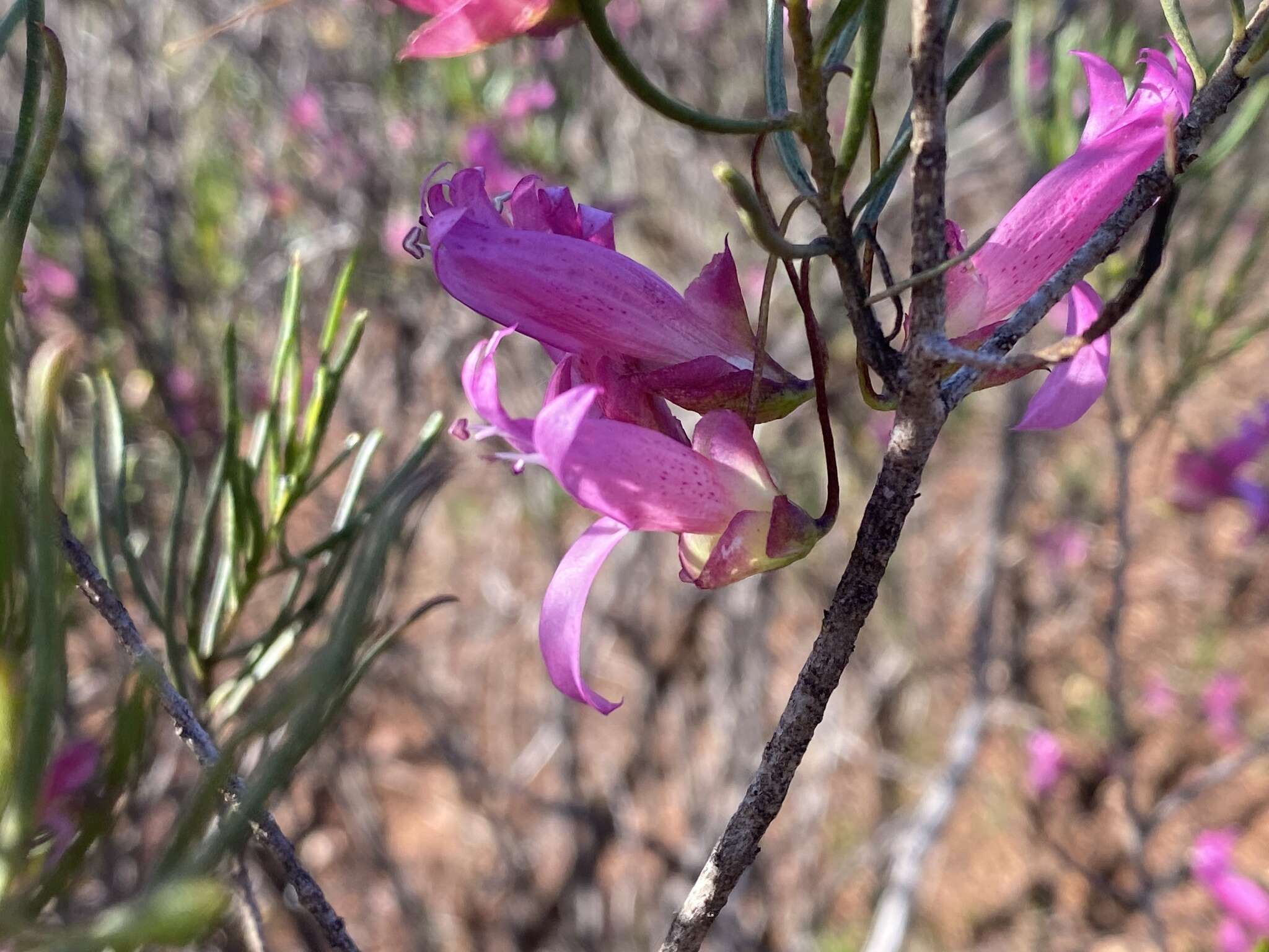 Imagem de Eremophila alternifolia R. Br.