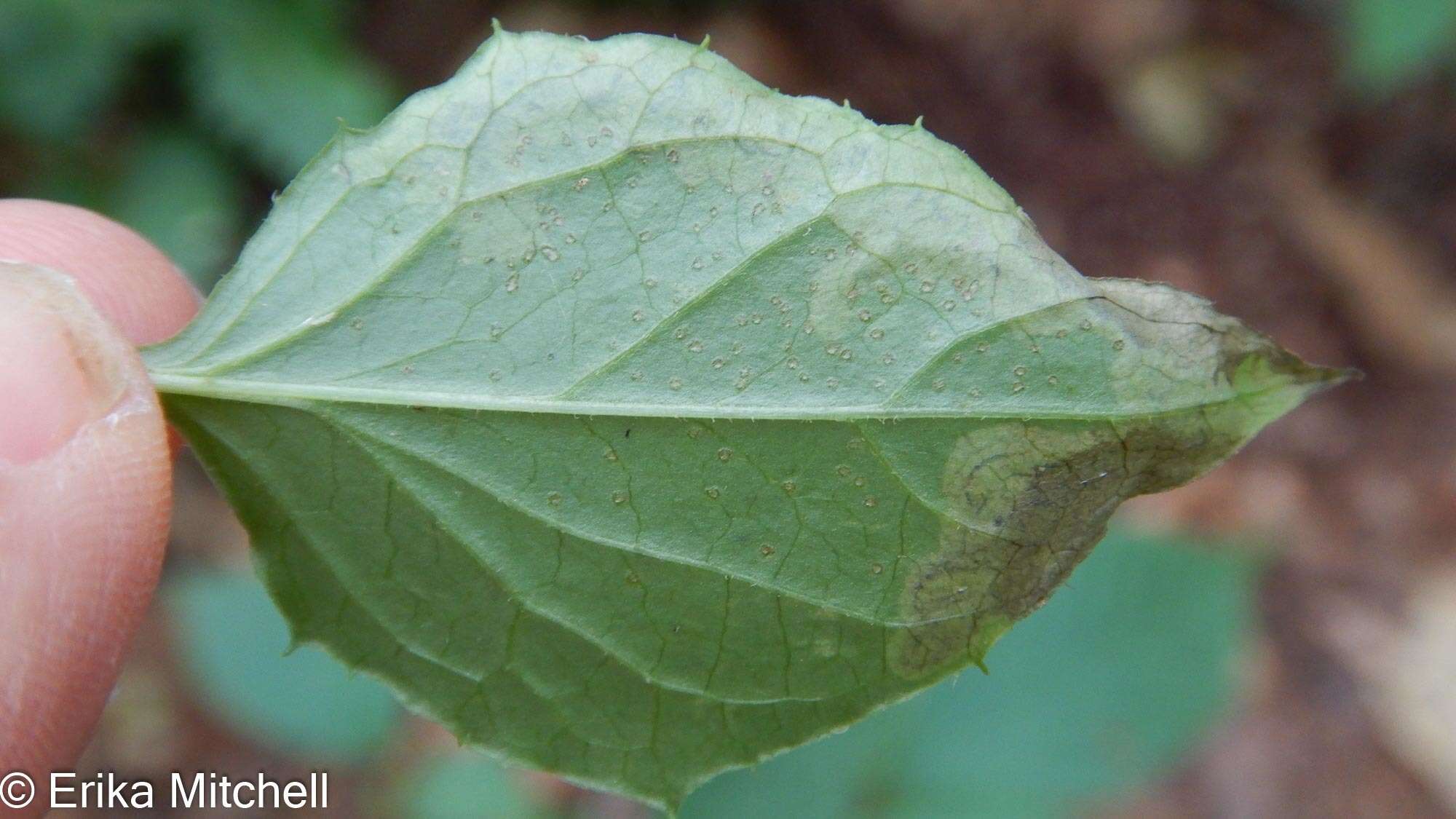 Image of Liriomyza orilliensis Spencer 1969