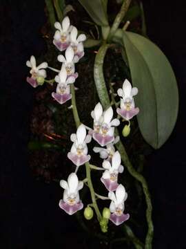 Image of Phalaenopsis parishii Rchb. fil.