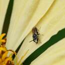 Image of Slender-faced Masked Bee