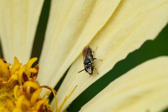 Imagem de Hylaeus leptocephalus (Morawitz 1870)