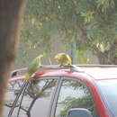 Image of Yellow-headed Parrot, Yellow-headed Amazon