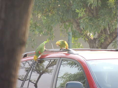 Image of Yellow-headed Parrot, Yellow-headed Amazon