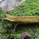 Image of Marojejy Leaf Chameleon