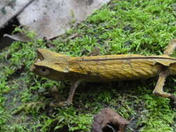 Brookesia griveaudi Brygoo, Blanc & Domergue 1974的圖片