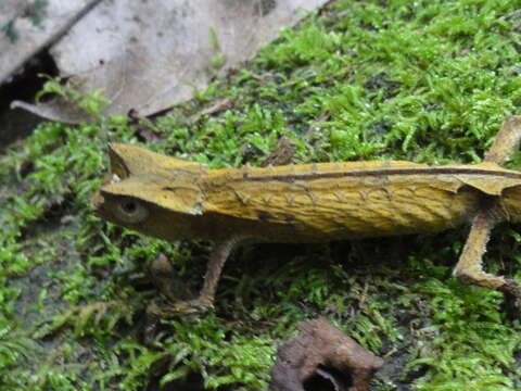 Brookesia griveaudi Brygoo, Blanc & Domergue 1974的圖片