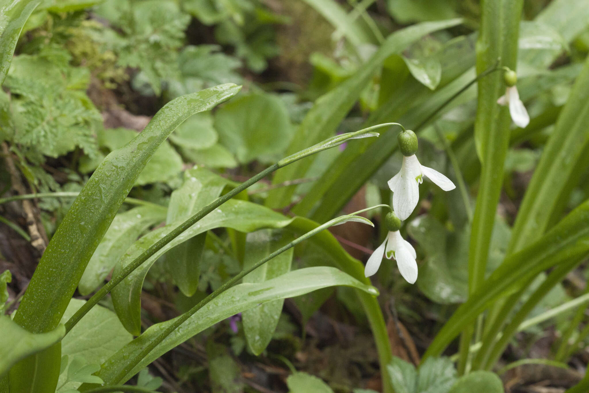 Image de Galanthus woronowii Losinsk.