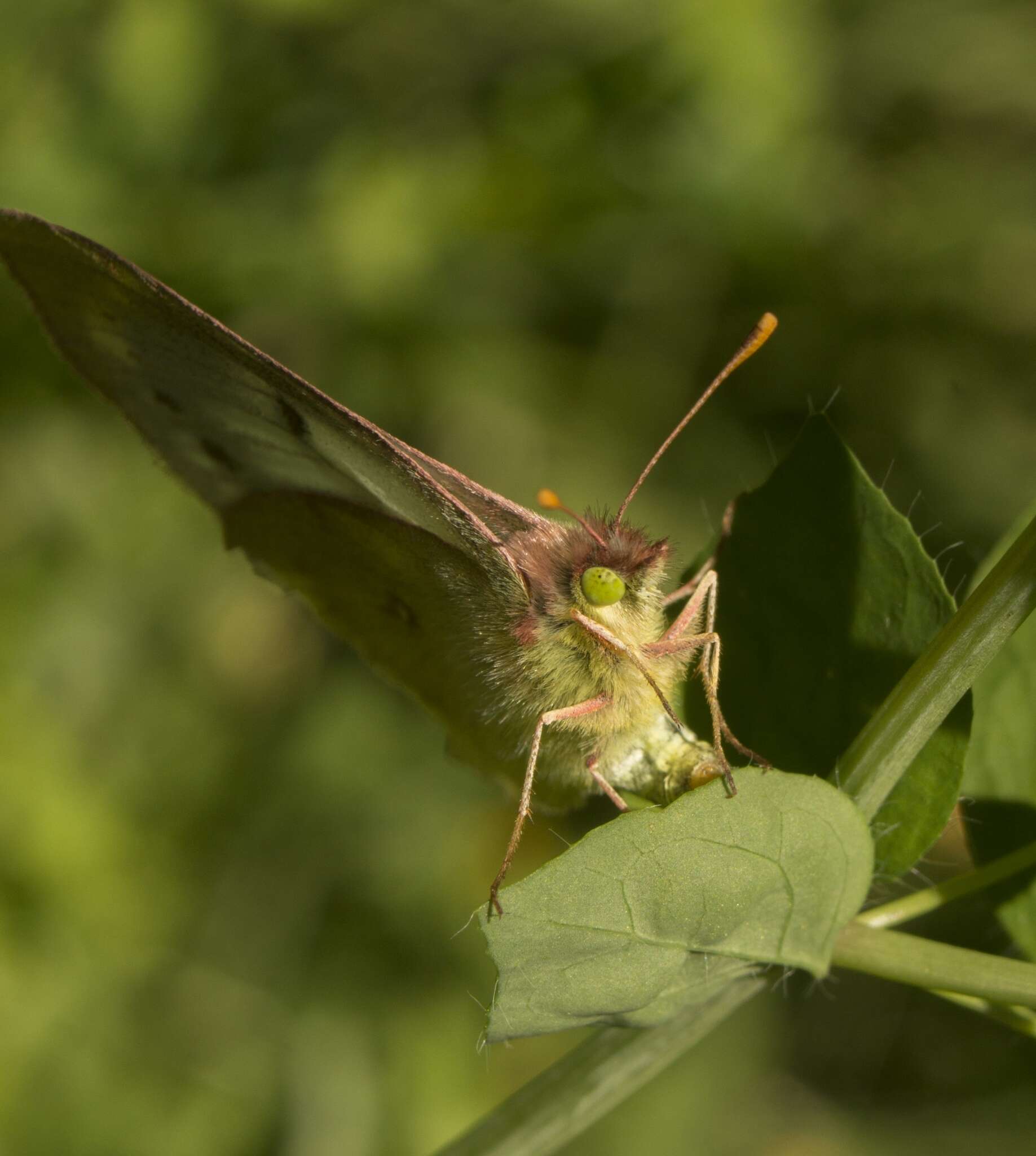 Imagem de Colias vauthierii vauthierii