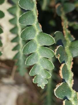 Plancia ëd Asplenium ceterach subsp. bivalens (D. E. Mey.) Greuter & Burdet