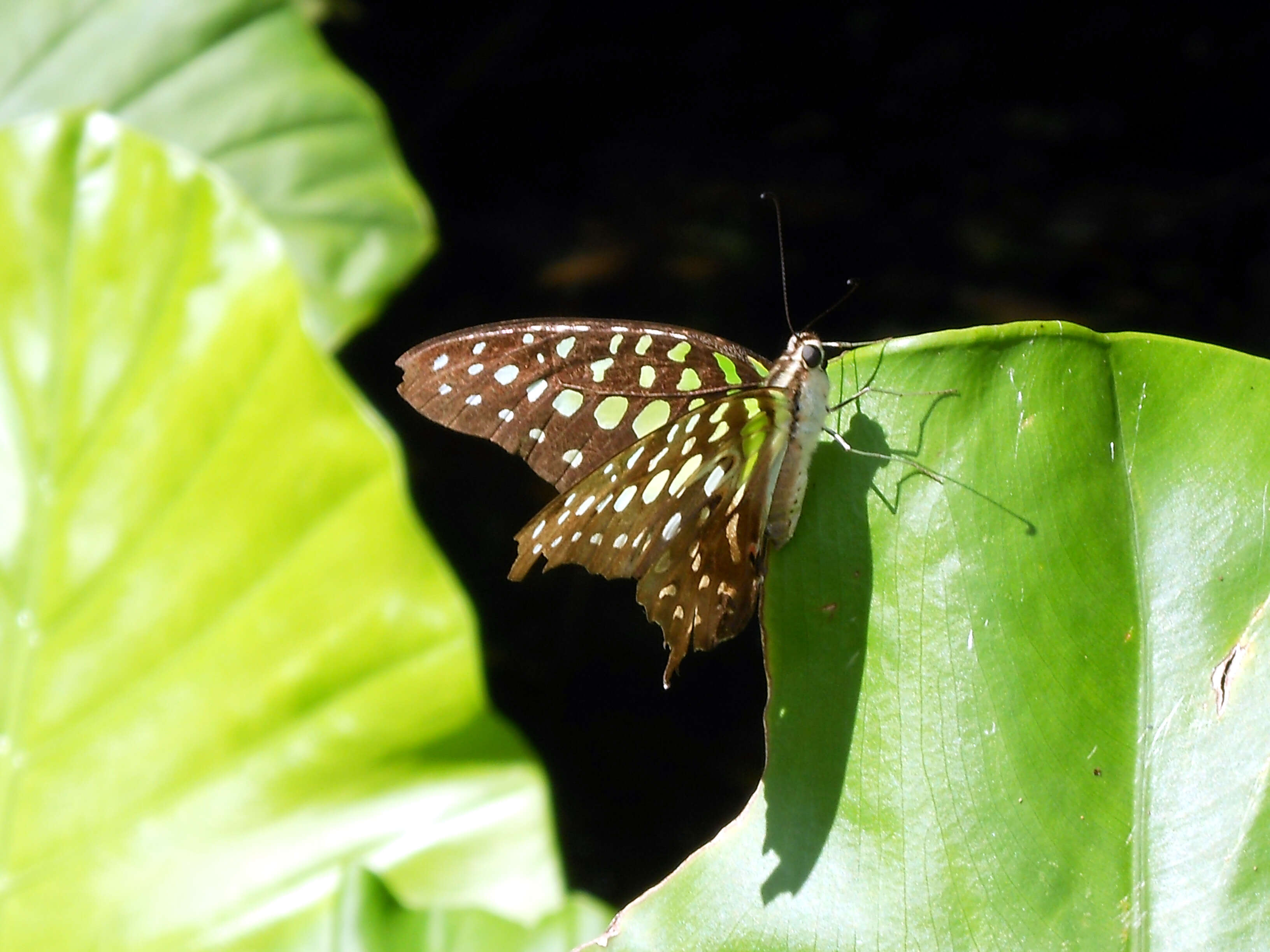 Imagem de Graphium agamemnon (Linnaeus 1758)