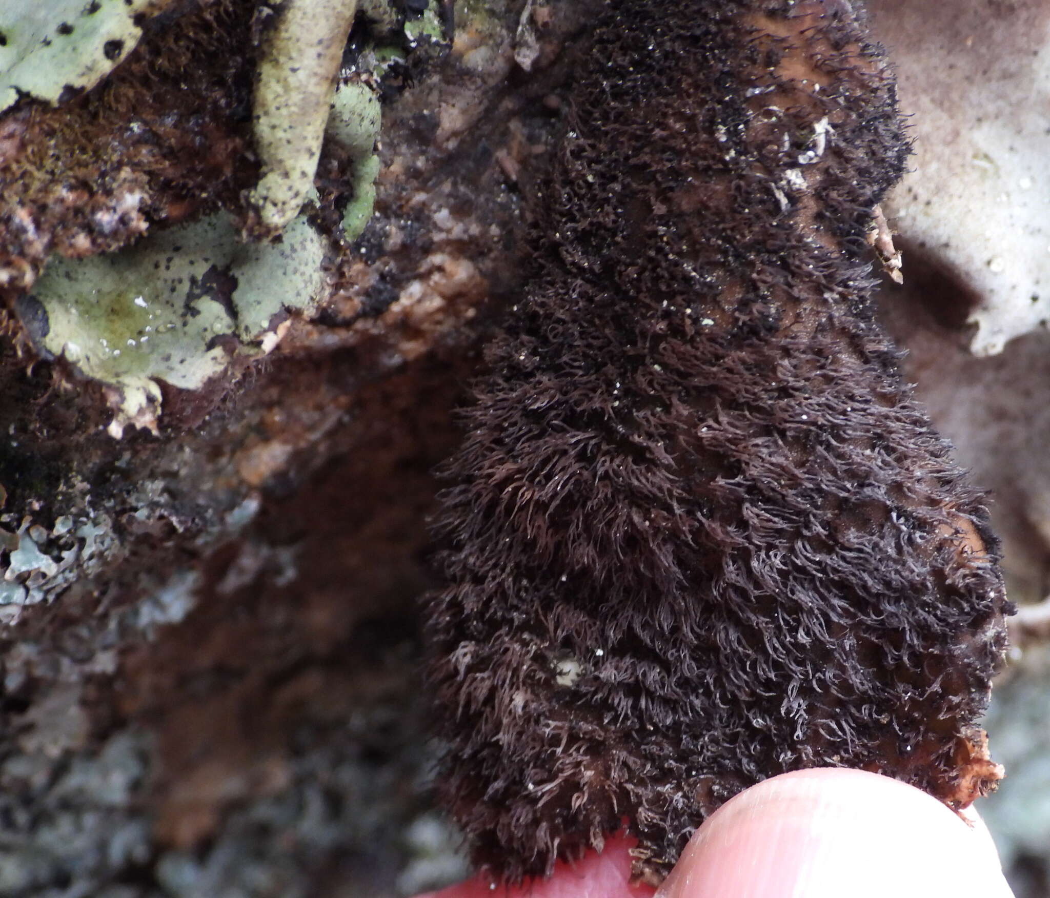 Image of hairy navel lichen