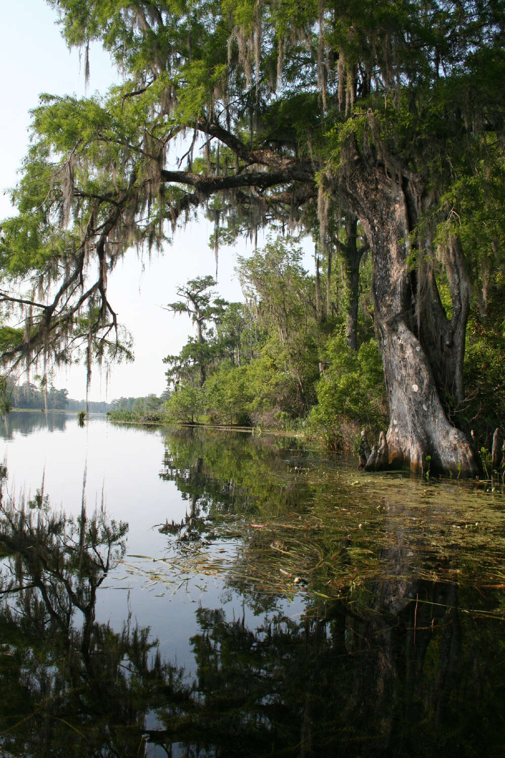 Image of Bald Cypress