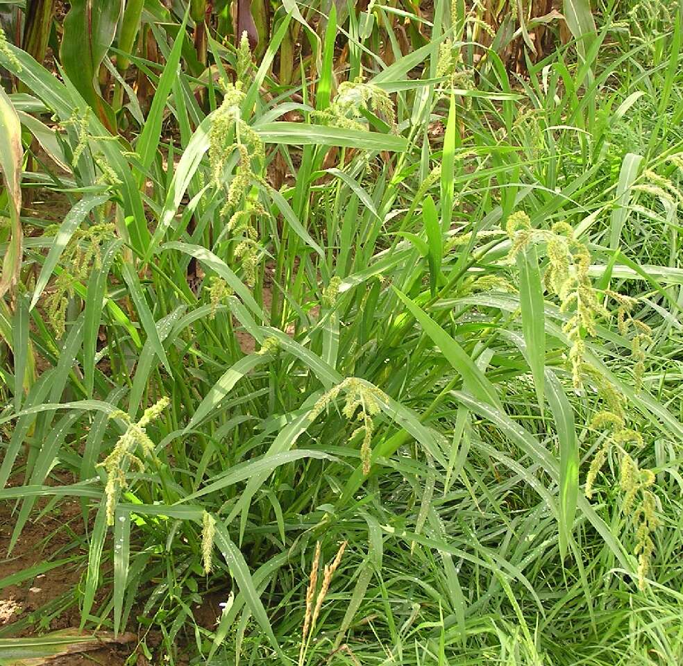 Echinochloa crus-galli (L.) P. Beauv. resmi