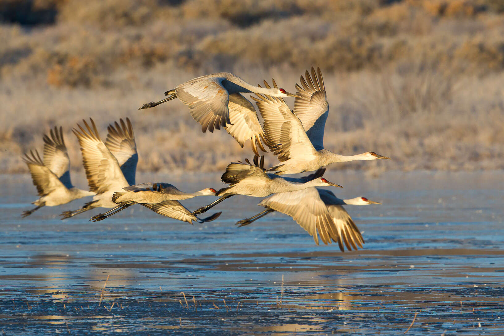 Image of Sandhill Crane