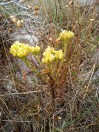 Crassula flava L. resmi