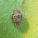 Image of lichen case moth