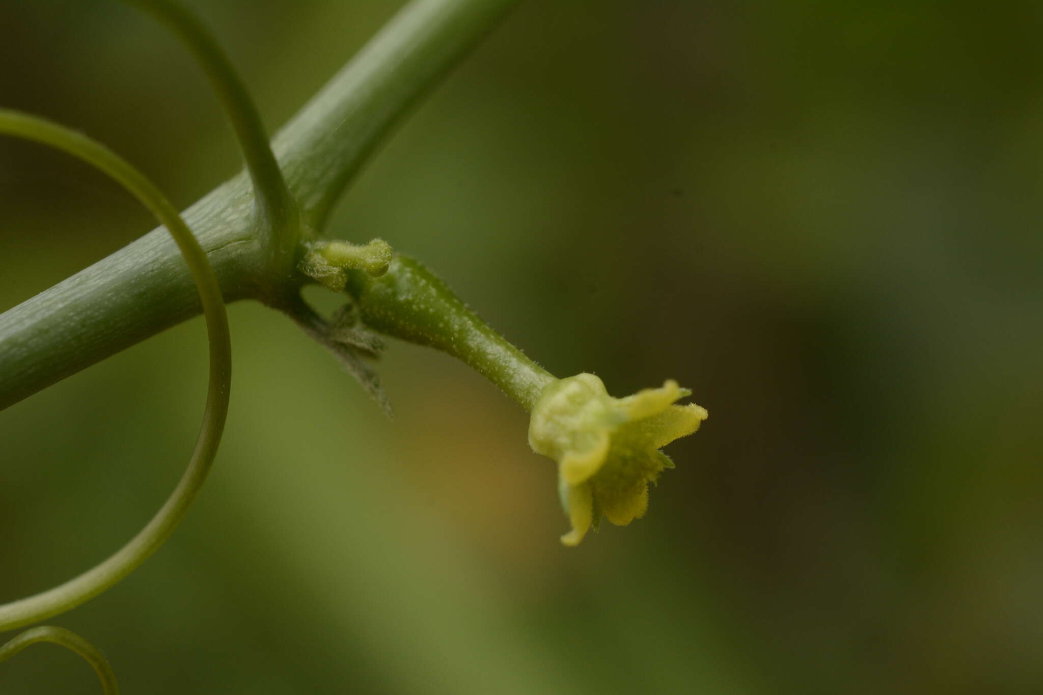 Plancia ëd Corallocarpus epigaeus (Rottl.) C. B. Clark