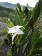 Image of Angraecum sororium Schltr.