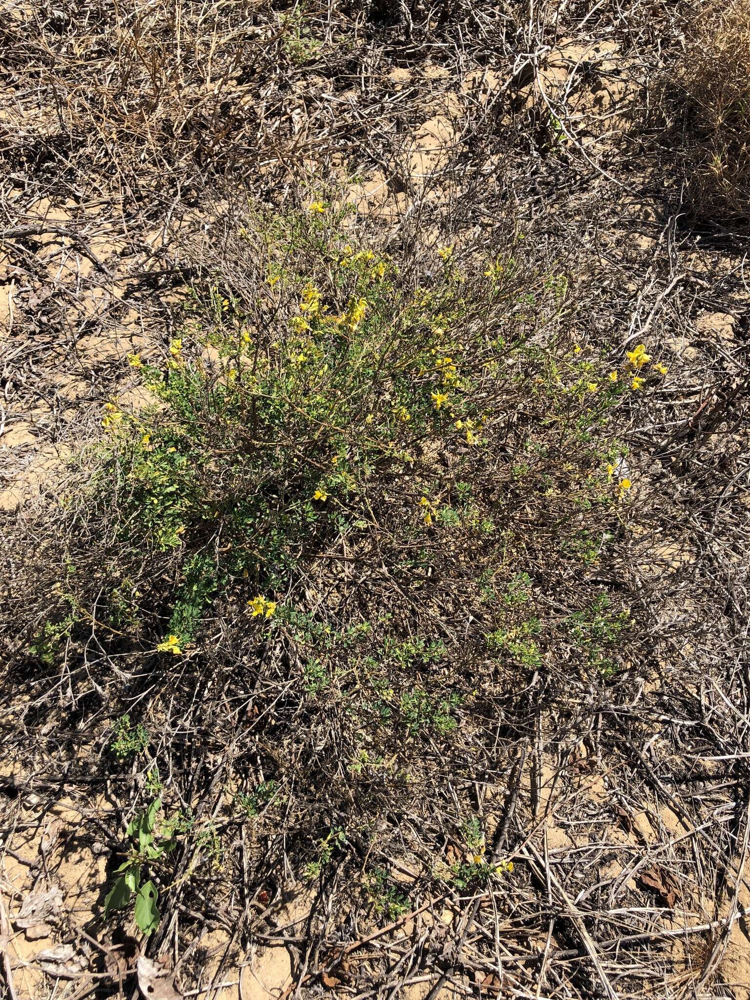 Imagem de Crotalaria medicaginea Lam.