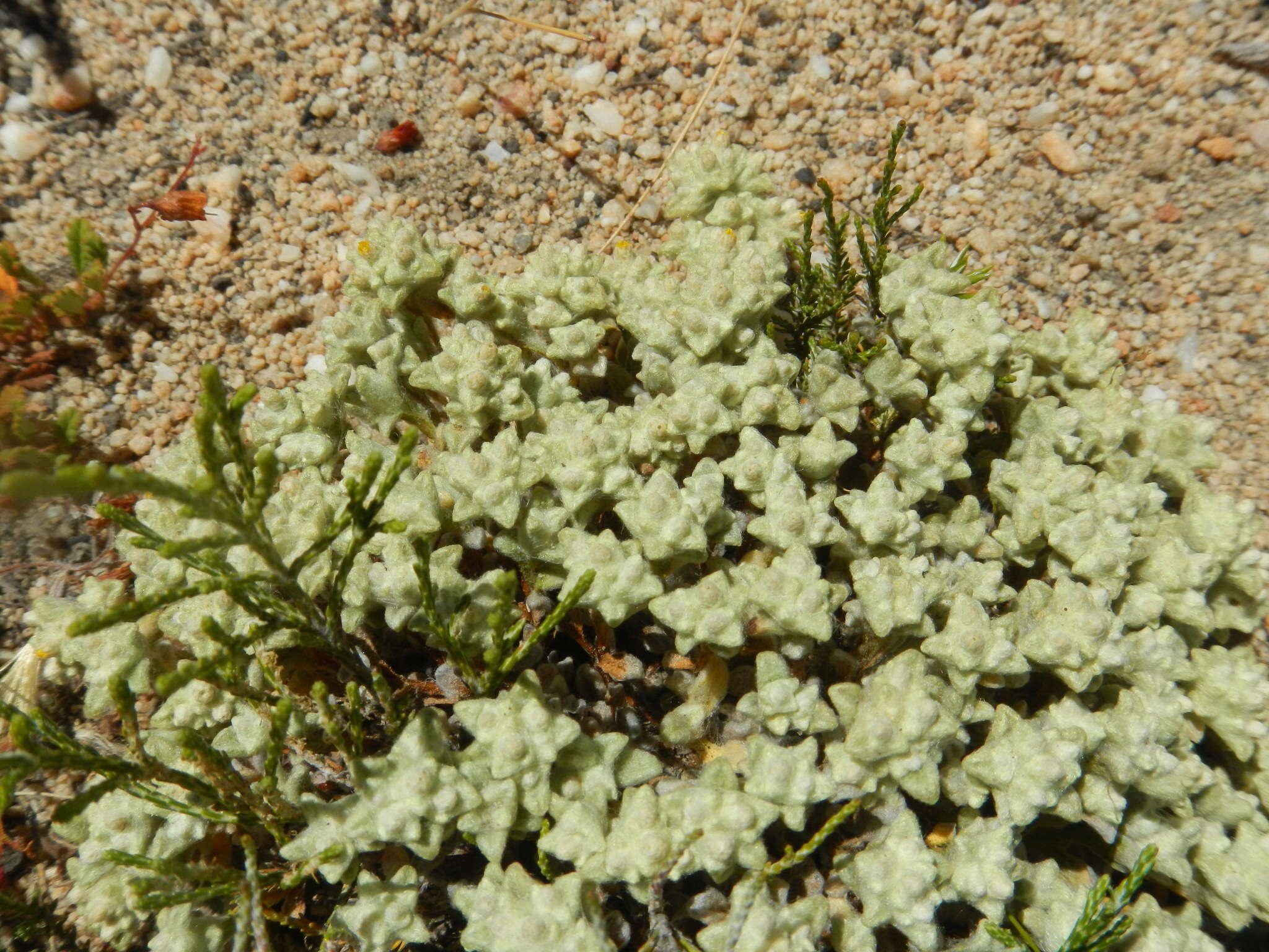 Image de Helichrysum leontonyx DC.