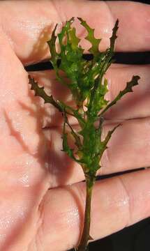 Image of Holly-leaved Naiad