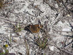 Image of Common buckeye