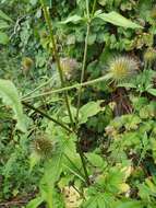 صورة Dipsacus strigosus Willd.