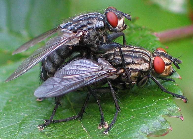 Image of Sarcophaga carnaria (Linnaeus 1758)