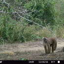 Image of Ecuadorian capuchin