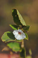 Image of Neuracanthus africanus T. Anders. ex S. Moore