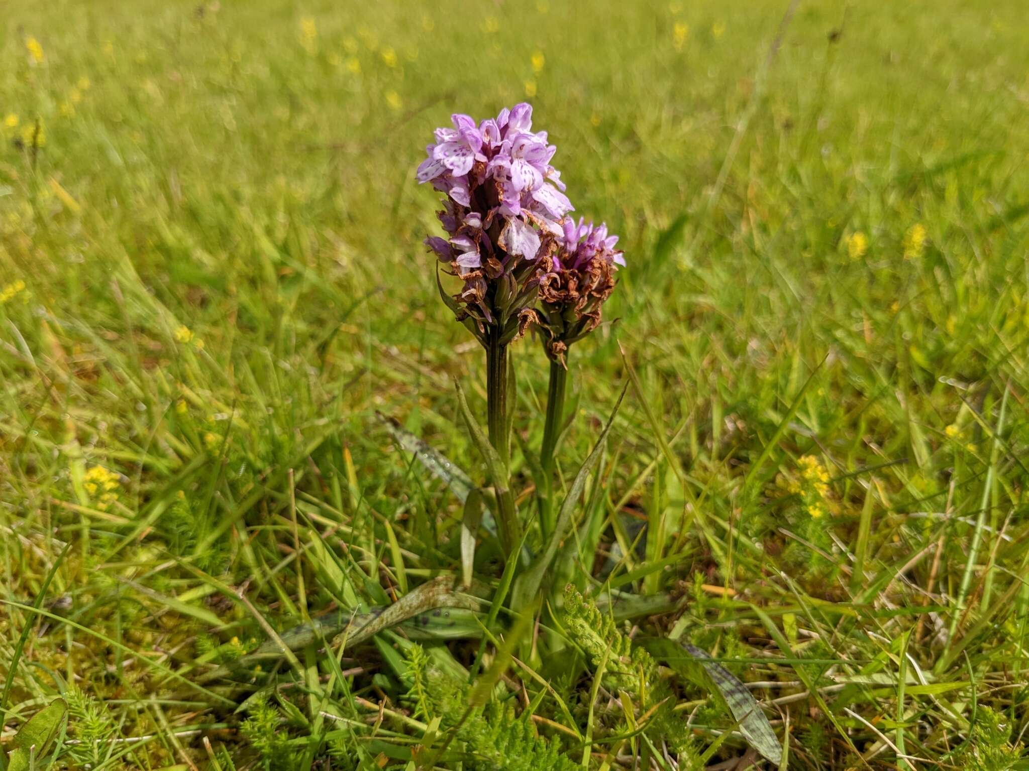 Image of Dactylorhiza maculata subsp. islandica (Á. Löve & D. Löve) Soó